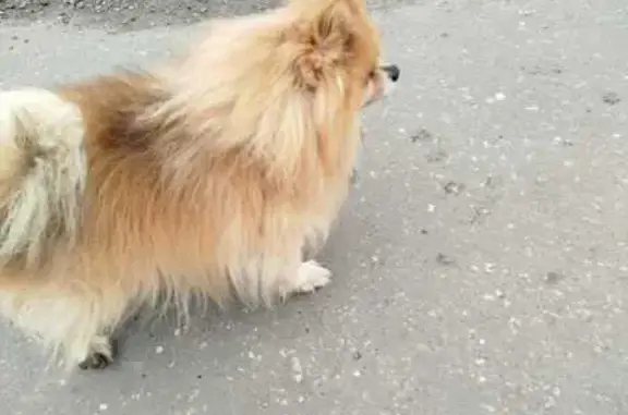 Шпиц пропал: Шоссейная ул, 1, Н. Хорошово