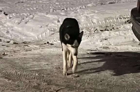 Найденные животные Петрозаводск, фото: Хаски найдена: Зелёная 8, Петрозаводск