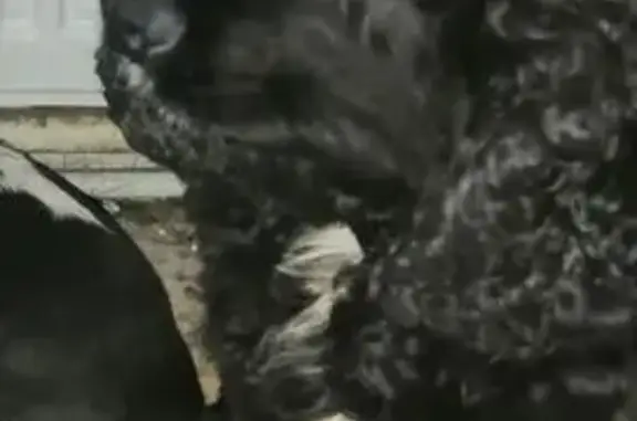 Собаки потеряшки, Александровское, фото: Потеряшка собака, ул. Дружбы 9, Ставрополь