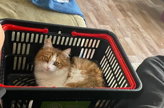 Пропала кошка, Мебельная ул., 13А, Чистополь