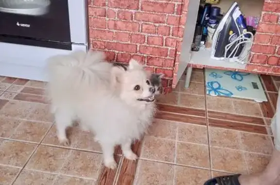 Пропала белая собака, Краснодарский край