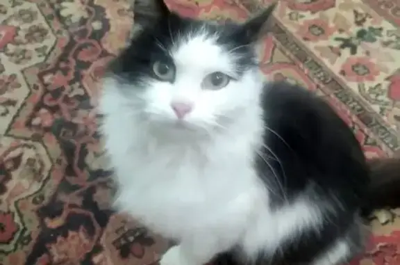 Найдена кошка, Москва, фото: Кошка найдена: Магнитогорская ул., Москва