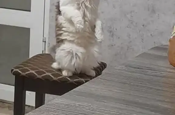 Пропала кошка, ул. Николая Музыки, 86