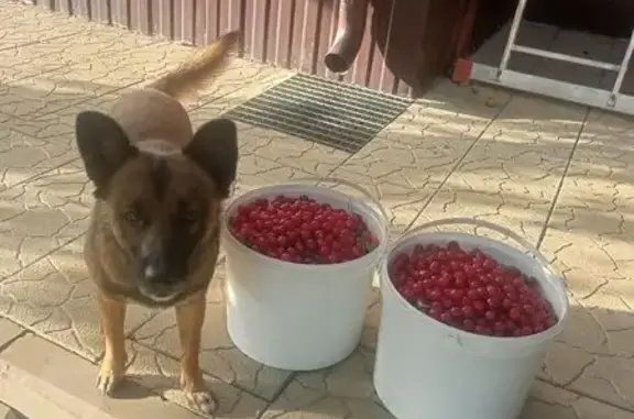 Пропала собака, ул. Баженова, 57, Волгоград