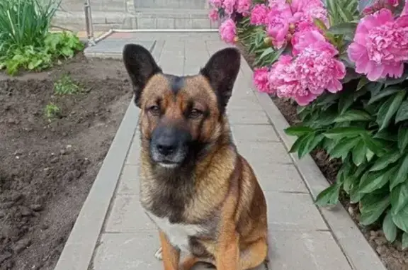 Пропала собака, ул. Баженова 57, Волгоград