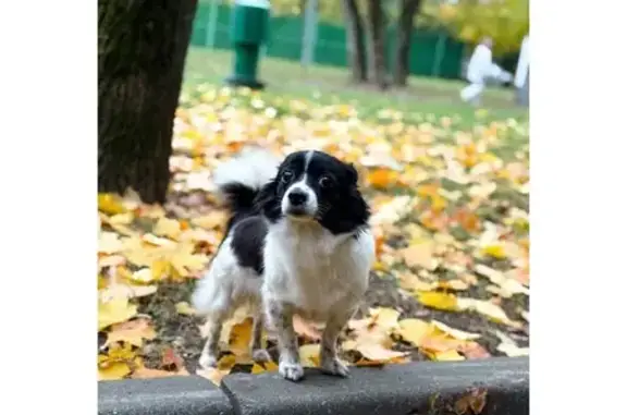 Пропала чихуахуа, Тушинская пл., Москва