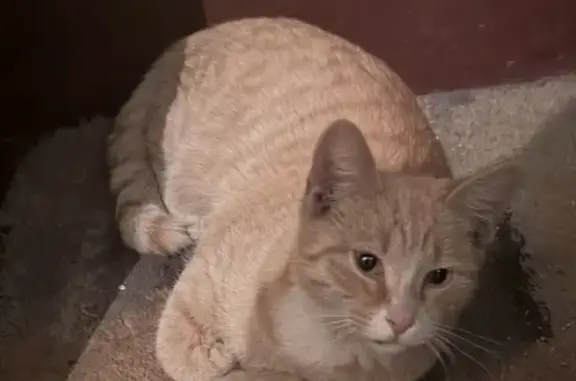 Найдена кошка, Москва, фото: Найдена кошка, Шумилова 18, Москва