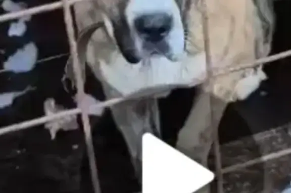 Пропала собака, деревня Кузнецово, Южная 4