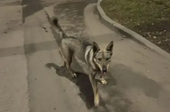 Найдена собака, Москва, фото: Найдена собака, 2-я Синичкина, 9 к1