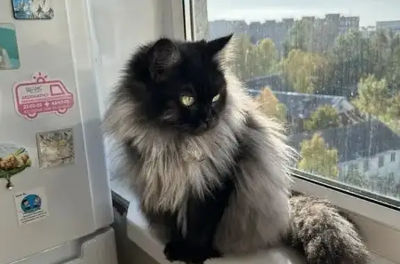 Пропала кошка, пр. Ломоносова, 177