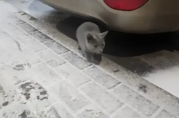 Найдена кошка, Липецк, фото: Найдена кошка, ул. Стаханова, 59/1, Липецк