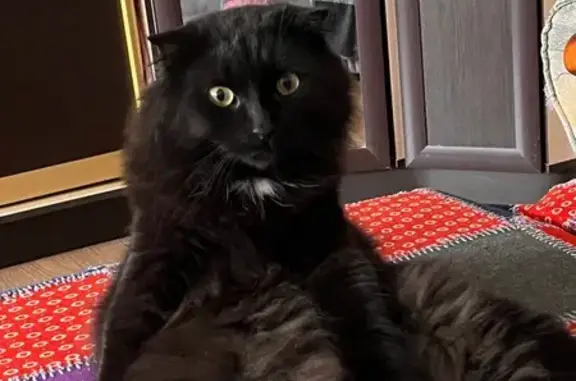 Пропал кот, Пригородная ул. 4, Волгоград