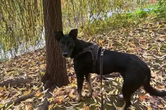 Пропала собака, Бирюлёвская ул., 23 к1