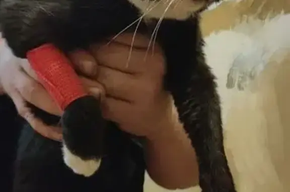 Найдена кошка, Удельная, фото: Кошка найдена на ул. 3-го Интернационала, 47