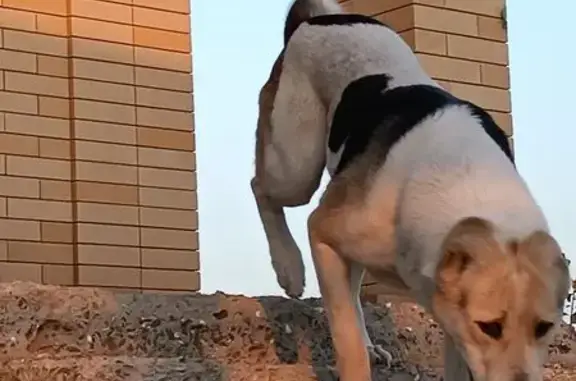 Пропала собака, Ростов-на-Дону, Ростовская обл.