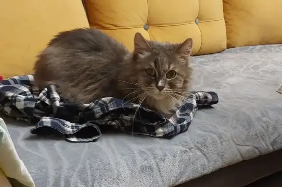 Кошки потеряшки, Ярославль, фото: Потеряшка кошка, Угличская ул., 24А