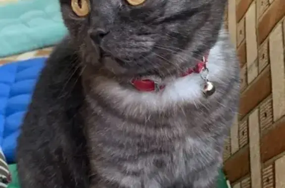 Пропала кошка у церкви, Волоколамское ш. 52к1