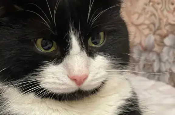 Пропала кошка, Новоорловская ул., Москва