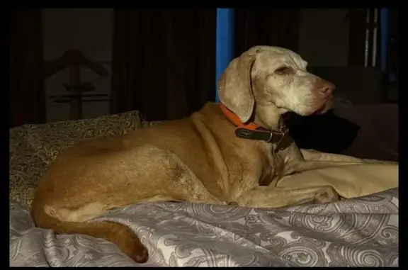 Пропала собака на Речной улице, МО