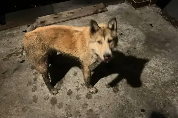 Найдена собака, Казань, фото: Щенок найден: Сокуры — Кирби — Травкино