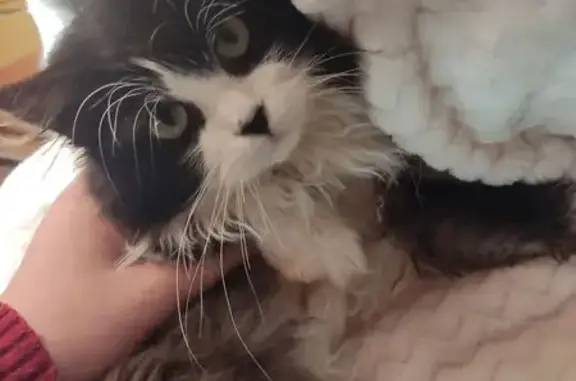 Кошки потеряшки, , фото: Потеряшка кошка, Подлабенский с/с, Гродно