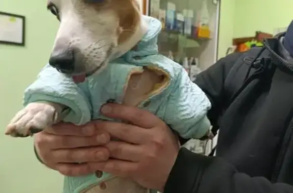 Найдена собака, Москва, фото: Найдена собака, 3-я Парковая ул., 38 к1