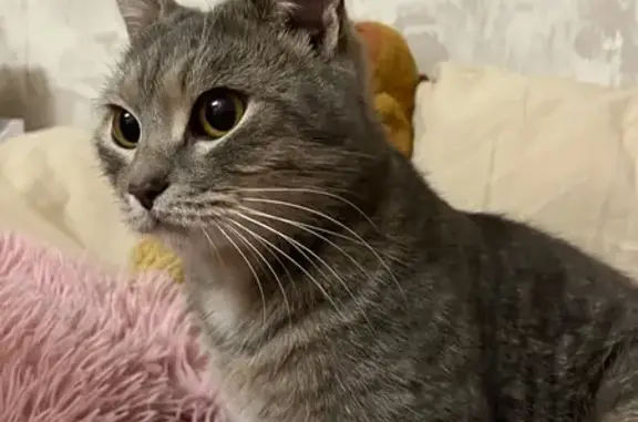 Найдена кошка, Ярославль, фото: Ласковая кошка найдена на Тормозном ш.