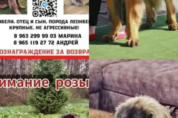 Пропала собака в Приморском, Калининградская обл.