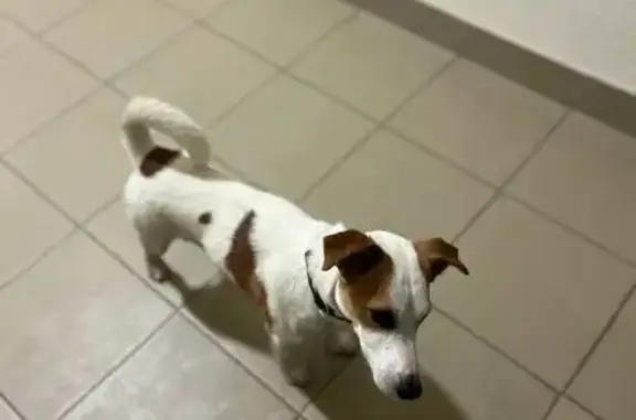 Найдена собака, Бугры, фото: Найдена собака: Тихая ул, 13 к3, Бугры