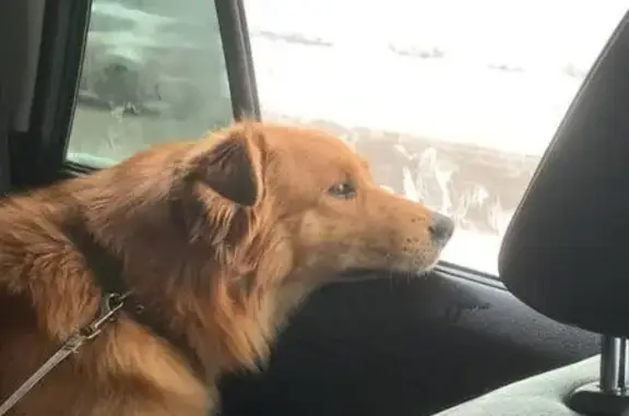 Найдена собака, Красноярск, фото: Найдена собака в Красноярске, Россия