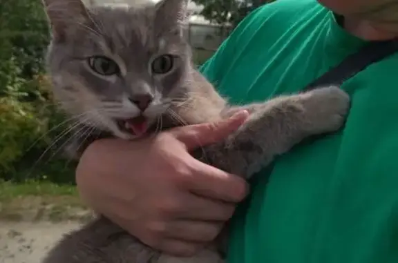 Пропала кошка, ул. Металлургов 2, Полевской