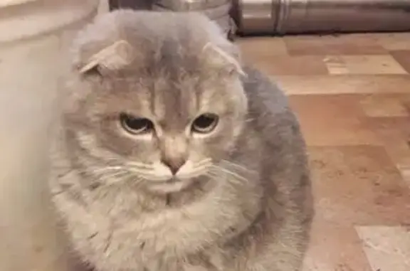 Найденные животные Бугуруслан, фото: Кошка найдена, 2-я ул. Красина, Бугуруслан