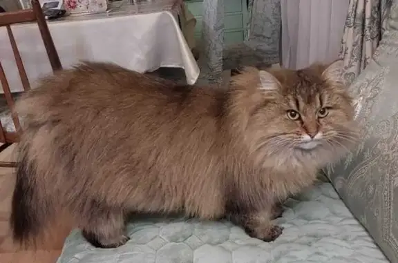 Пропала кошка, МО, 2 года, дикая шерсть