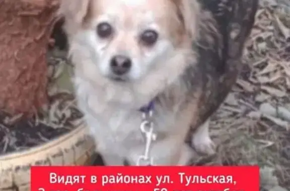 Пропала собака, ул. 50 лет Октября, 70