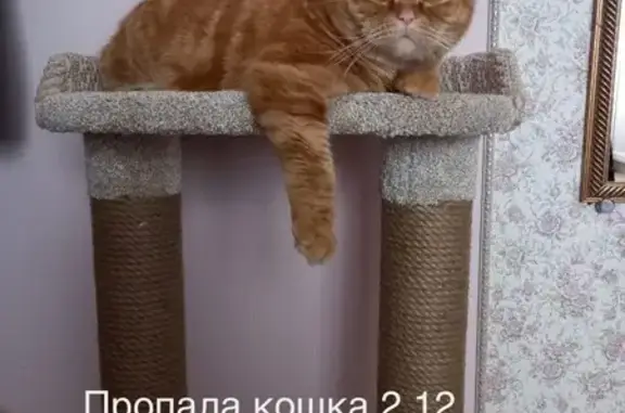 Пропала кошка в Григорьевке, Челябинск