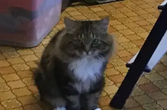 Кошки потеряшки, Южно-Сахалинск, фото: Потеряшка кошка, Украинская 111Б, Ю-Сах.