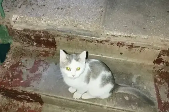 Найдена кошка, Чебоксары, фото: Котенок найден: ул. Николаева, 41, Чебоксары