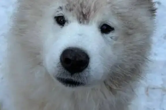 Пропала собака на Горького, 16, Улан-Удэ