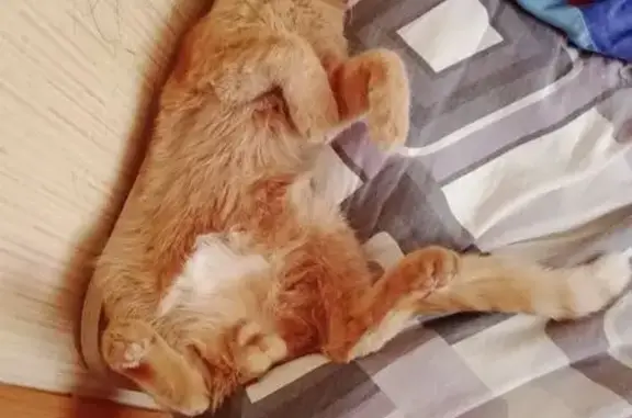 Пропала кошка, ул. Ленина, Саргазы