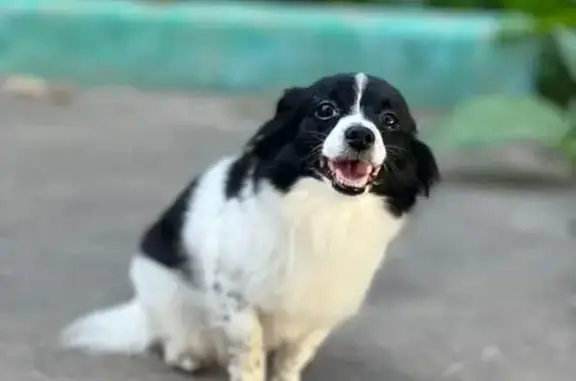 Пропала собака, проезд Стратонавтов, 13к1