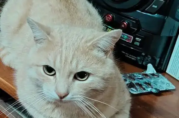 Объявления о пропавших и найденных животных, Шадринск, фото: Пропала кошка, ул. Урицкого 1, Шадринск