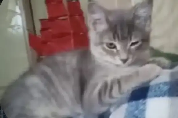 Пропала кошка на Ломоносова, 4, Энгельс