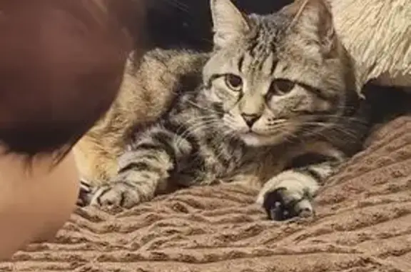 Кошки потеряшки, Пенза, фото: Потеряшка кошка, ул. Одесская, 5, Пенза