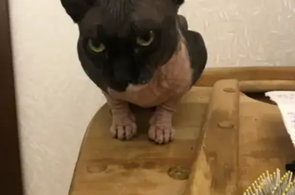 Пропал сфинкс в Подольске, МО