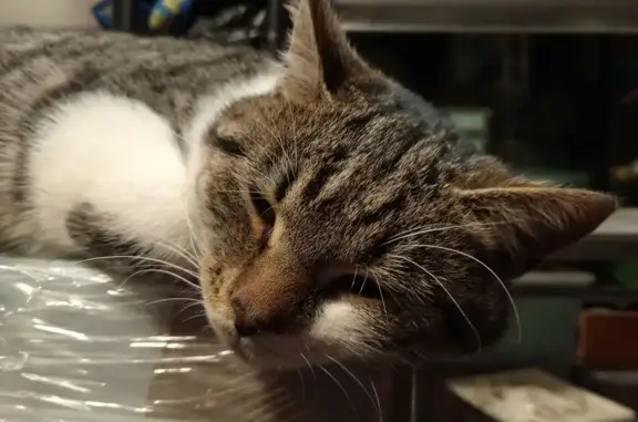 Найдена кошка, Москва, фото: Кошка найдена: 1-й Казанский просек, 10