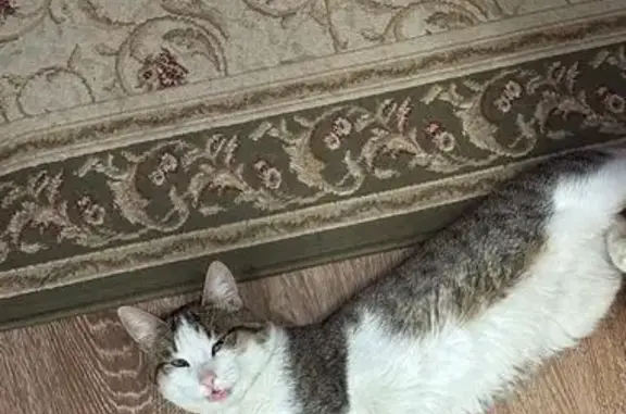 Пропала кошка в Сургуте, ХМАО-Югра