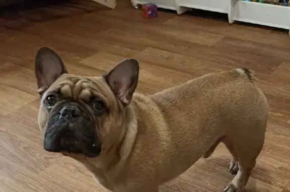 Пропала собака, ул. Ленина, 132, Конь-Колодезь