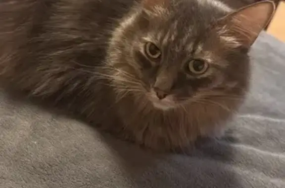 Пропала сибирская кошка, Рабфаковский 18