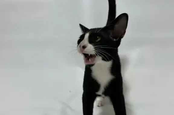 Пропала кошка, ул. Галушкина, 25, Москва