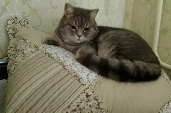 Пропала кошка, Ташинская ул., Пригородный